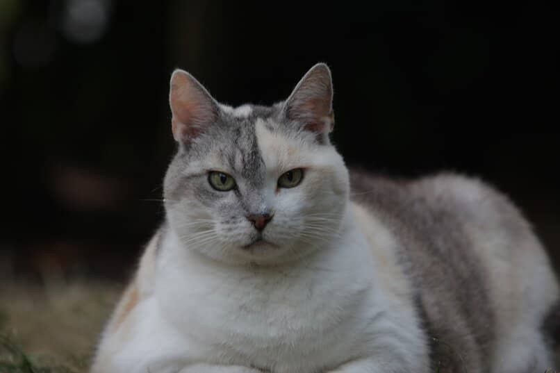 gata de color blanco con sobrepeso
