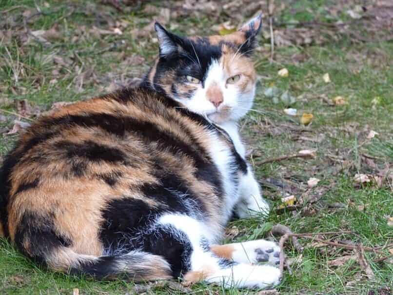 gata gorda multicolor echada