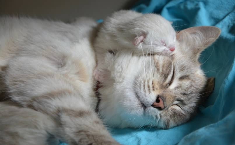 felina con su gatito recien nacido