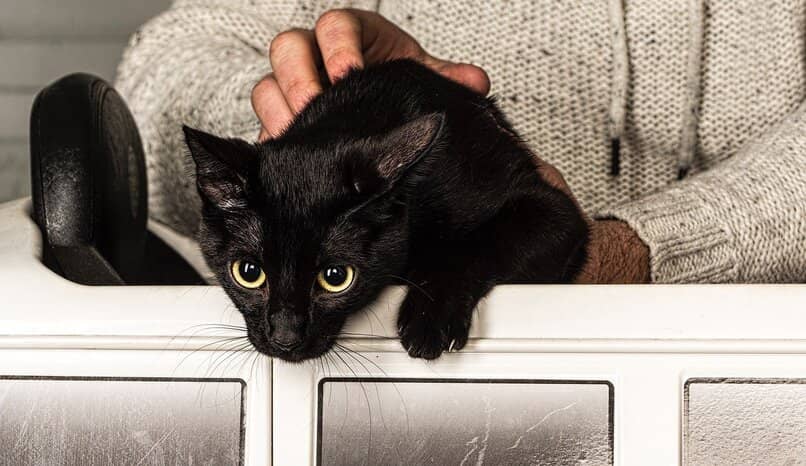 gato negro dueño