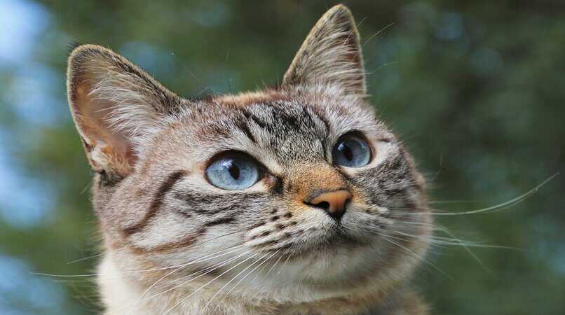 hermosa gata ojos azules