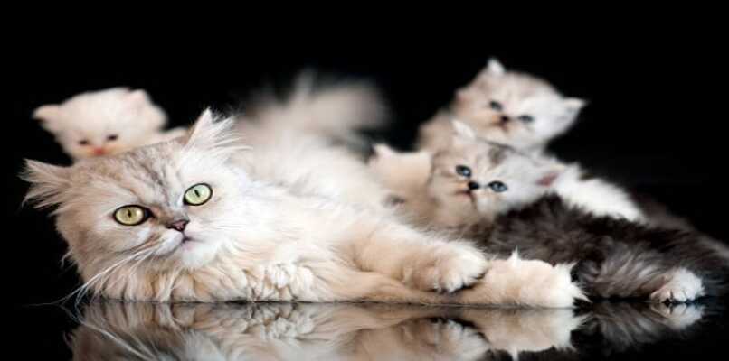 gata persa con sus gatitos de diferentes tonos