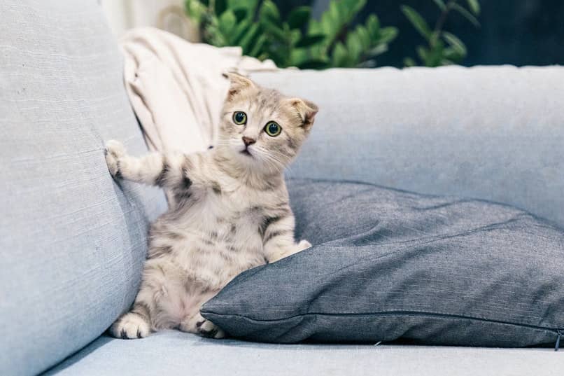 gatito con miedo encima de un mueble