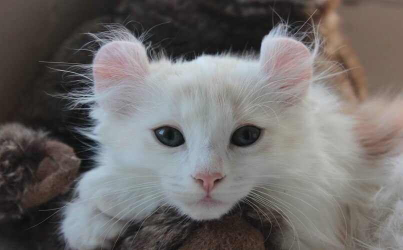 gatito curl americano color blanco