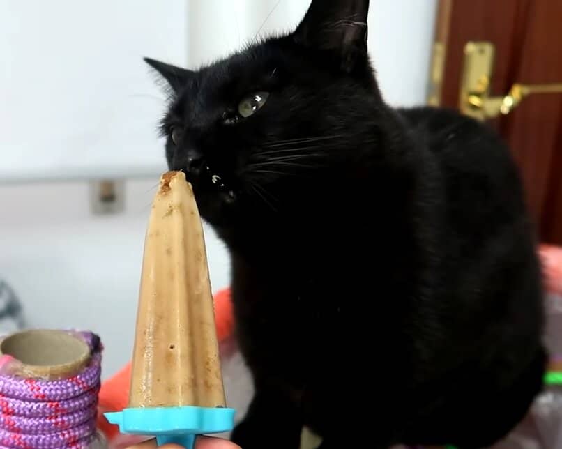 gato comiendo helado de pienso casero