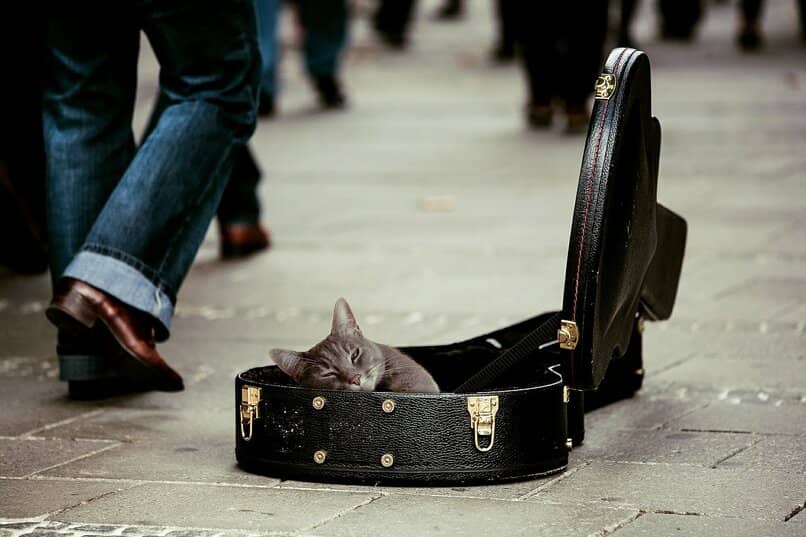 gato callejero ciudad