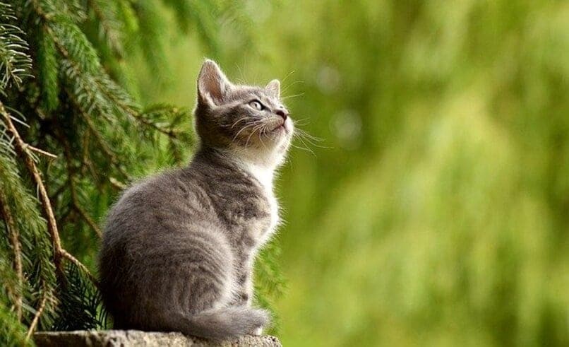 gatito de color gris 