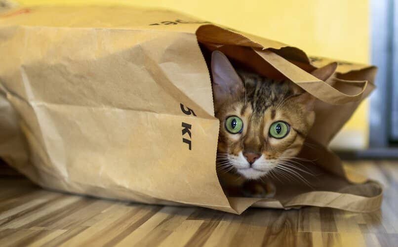gato escondiendose dentro de bolsa
