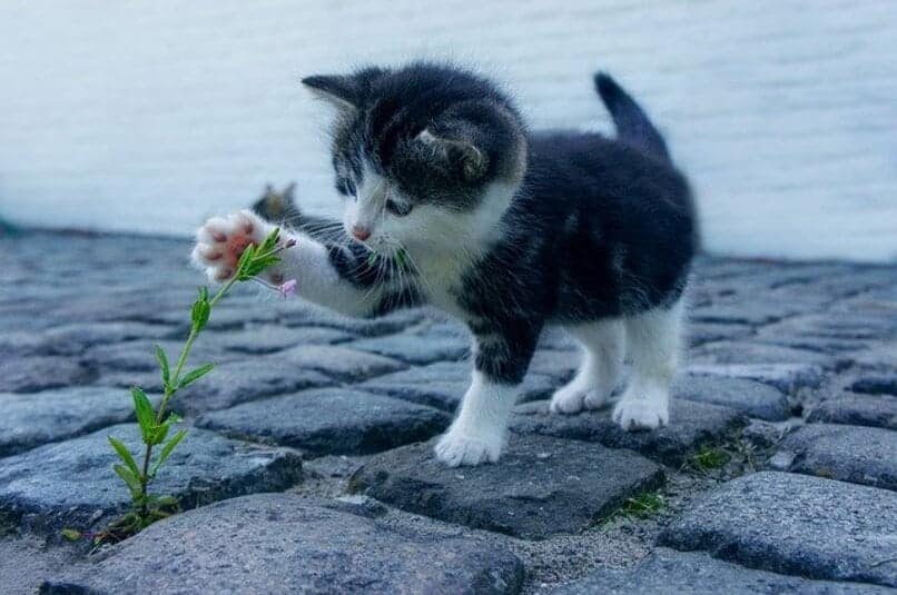 gatito jugando con una flor