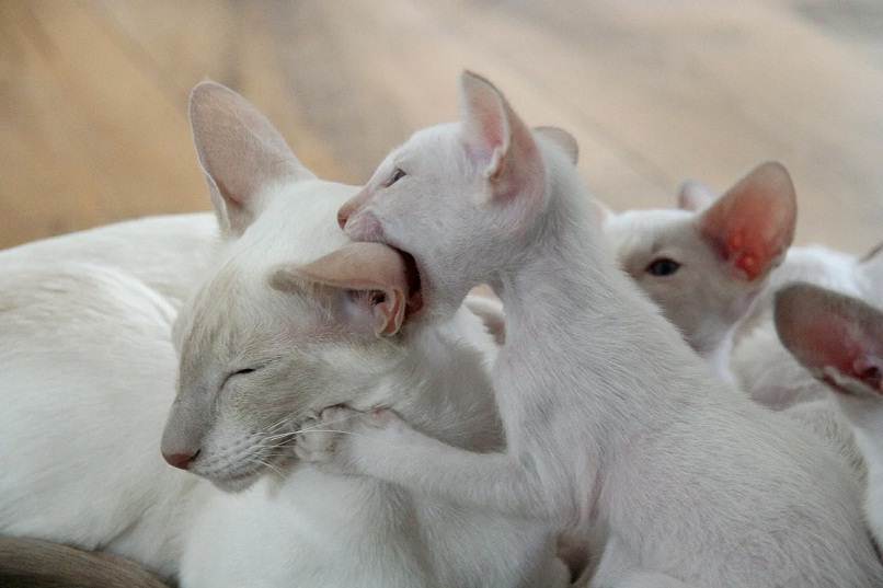 gatito blanco mordiendo oreja de gato