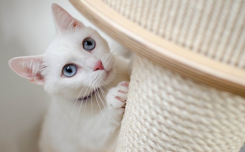 gato sin heterocromia