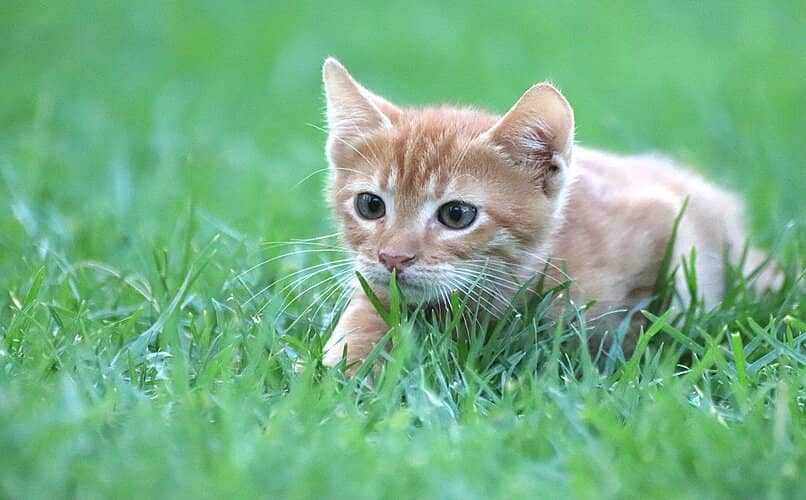 gatito pequeno caminando en el cesped