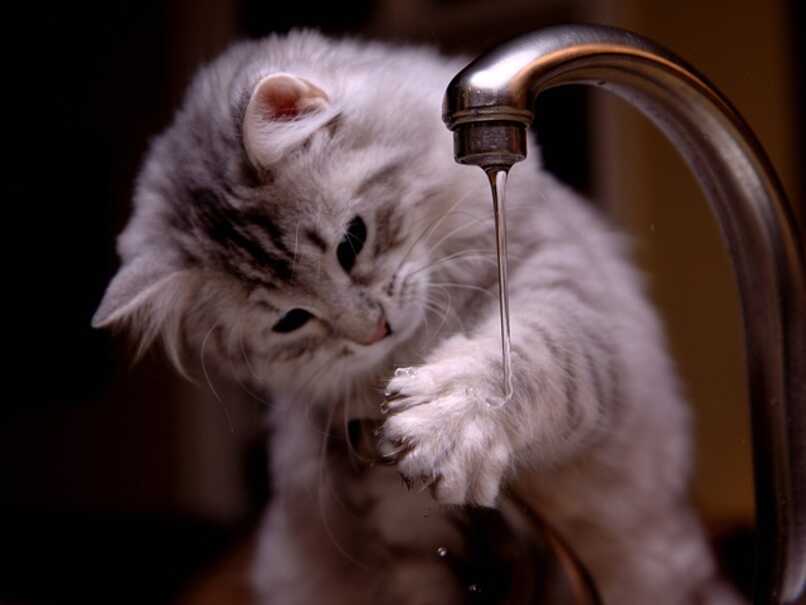 gato juega con agua