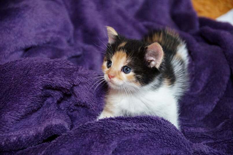 gato bebe fondo morado