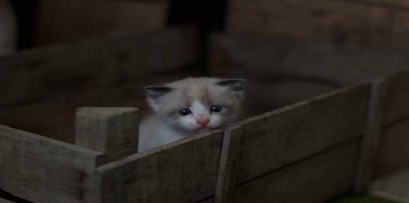 gatito en una caja
