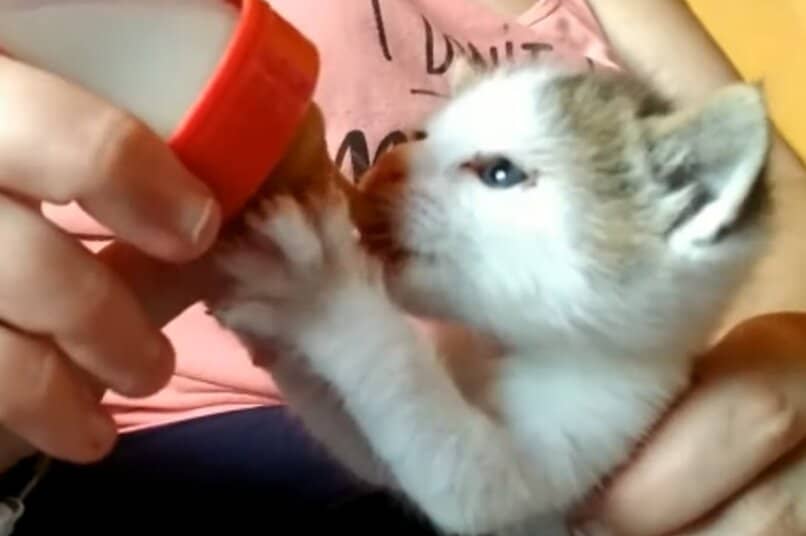 gatito tomando leche especial para mininos