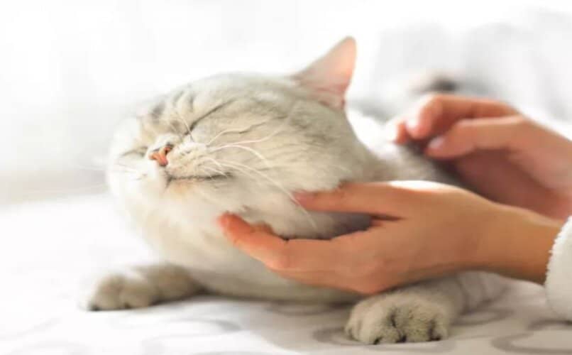 revision veterinaria gato