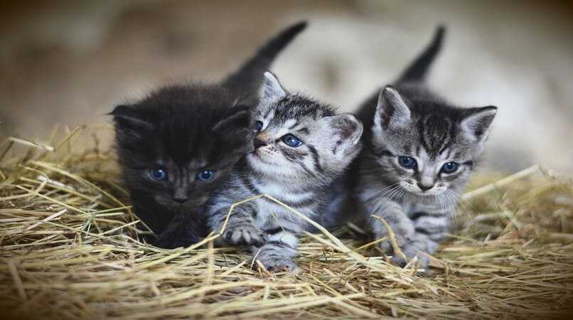 tres gatitos bebes lindos