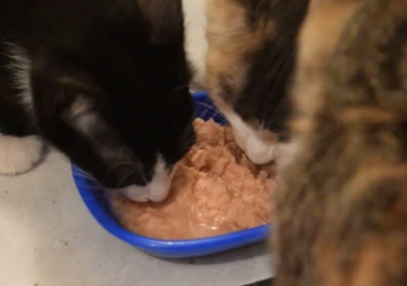 gatitos compartiendo atun en un comedero