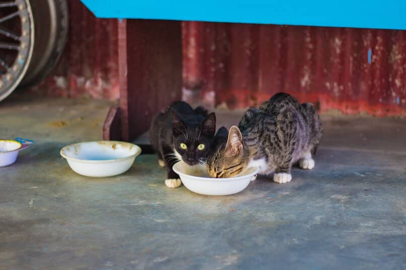 gatitos alimentandose casa