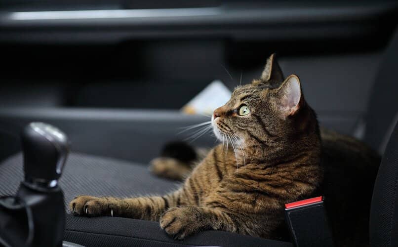 gatito dentro de coche viendo fijamente hacia fuera