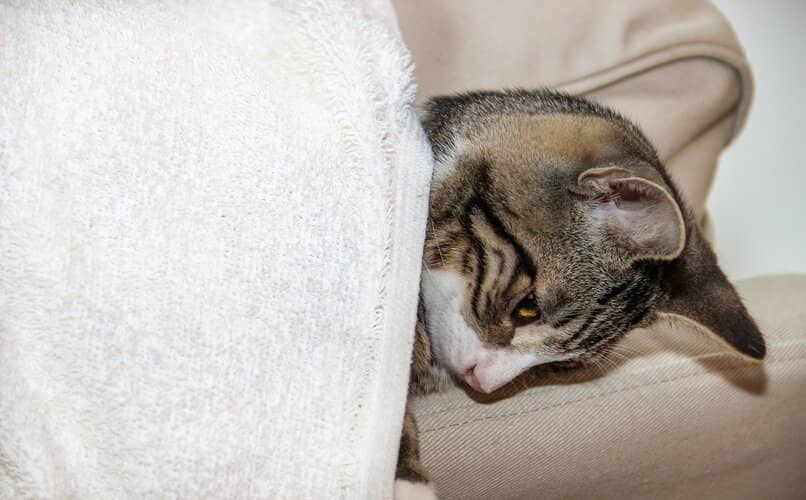 gatito acostado sobre su manta personal