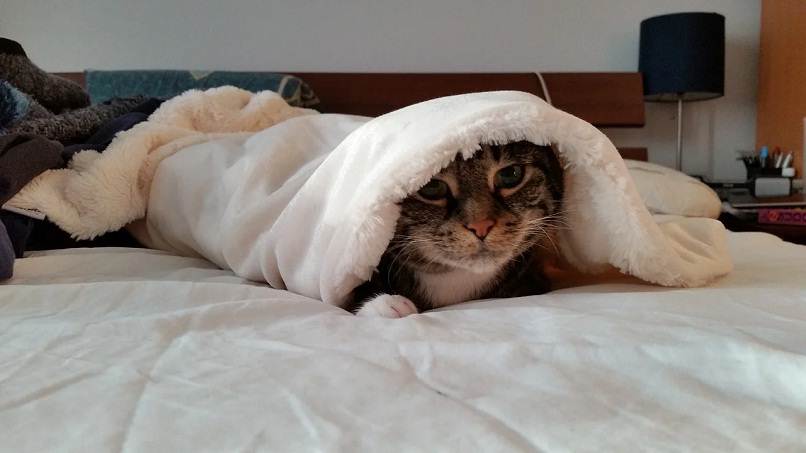 gato acostado en una cama
