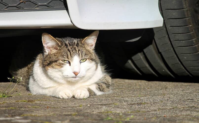 gato debajo del coche sin ganas de entrar a el