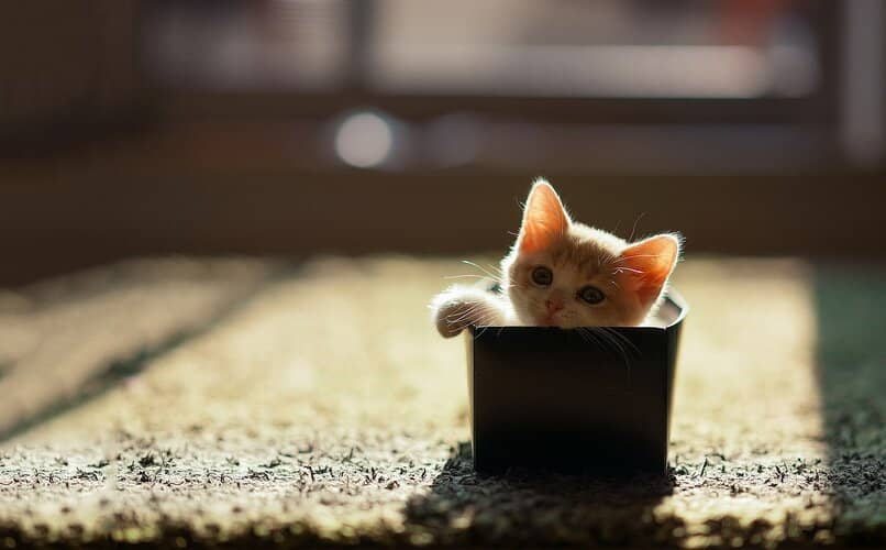 gato usando caja como arenero