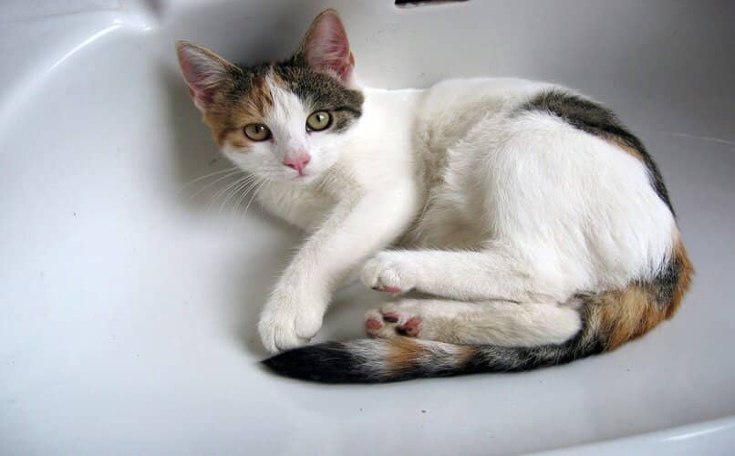 gato acostado dentro del lavamanos 