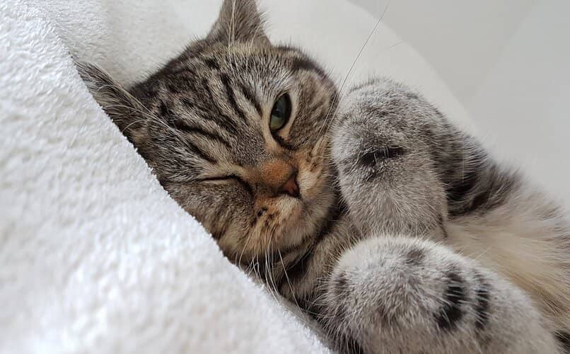 gato acostado en cama de cuidador