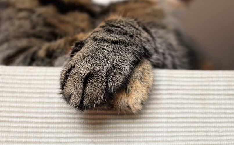 patitas de gato acostado en casa