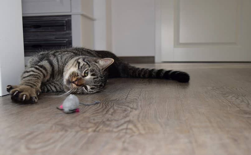 gato acostado frente a raton de peluche
