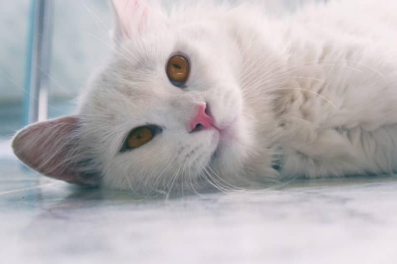 gato blanco reposando sobre el piso