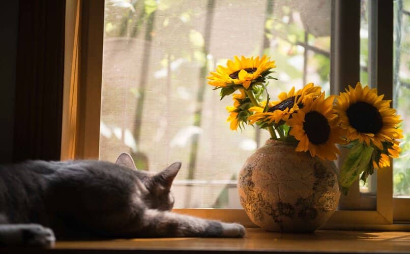 gato acostado frente a flores