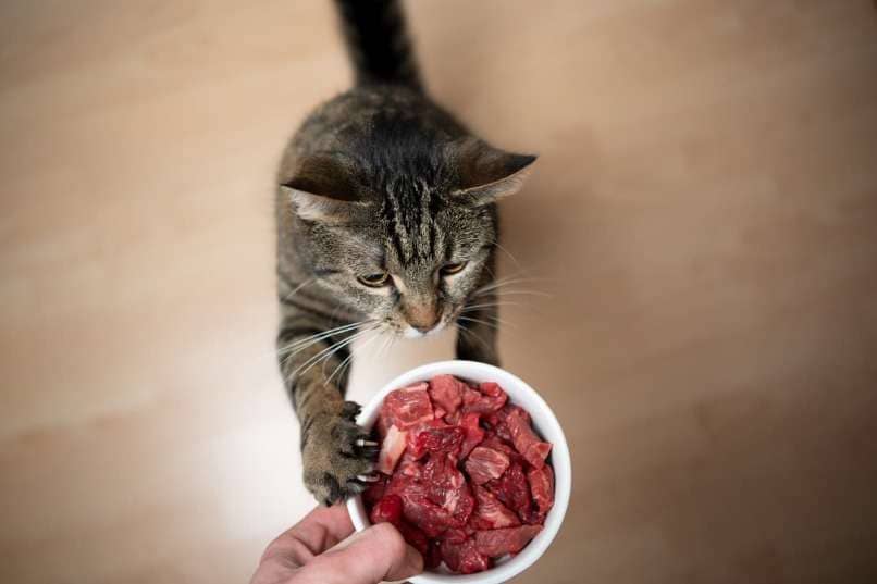 gato agarrando plato de taurina en carne