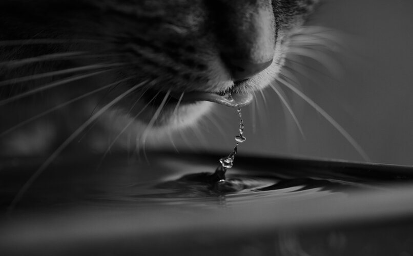 gato bebiendo agua desde su bebedero