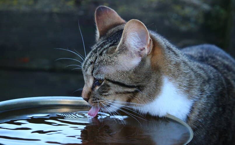 gatito hidratandose en el bebedero
