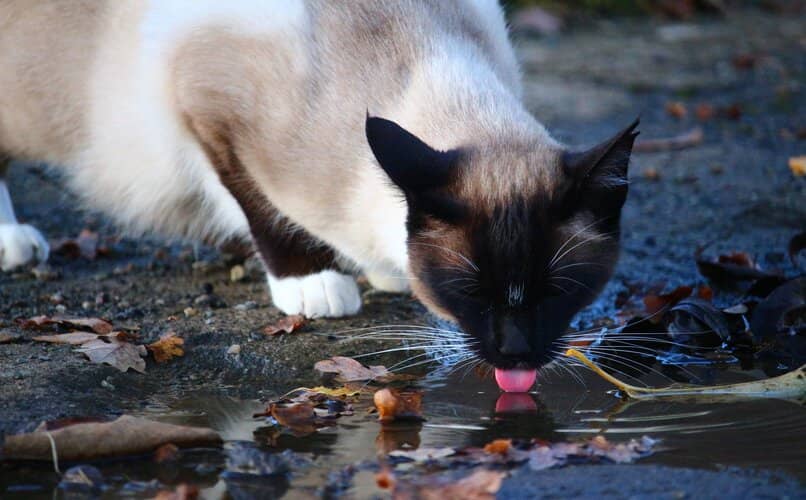 gato bebiendo agua en charco de la calle