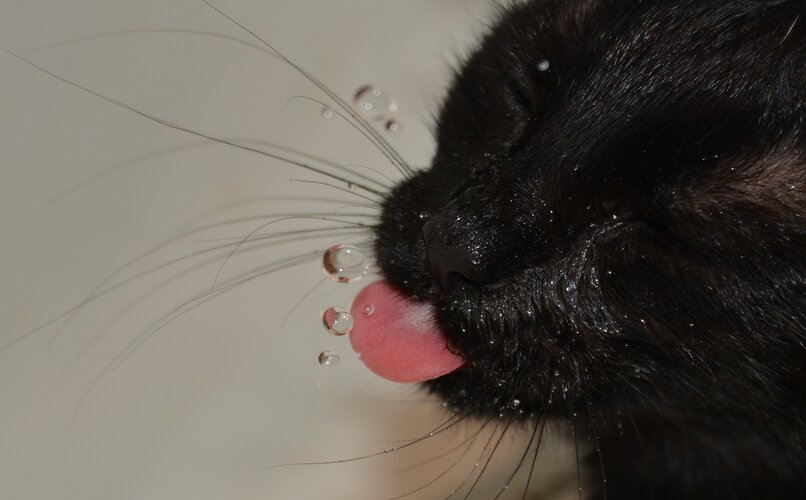 gato bebiendo agua desde el grifo