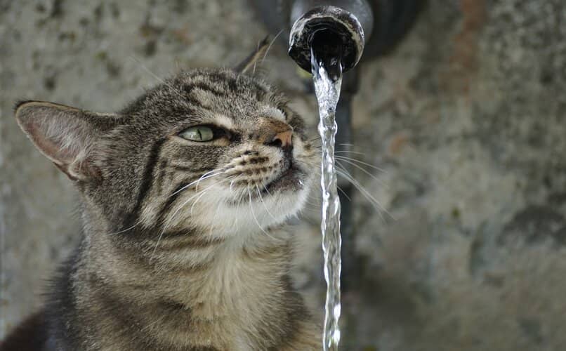gato bebiendo agua directamente del grifo 