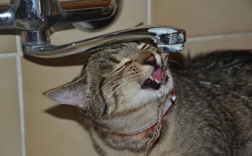 gato bebiendo agua desde fuente del grifo