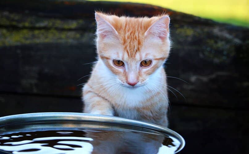 gato observando su bebedero de agua