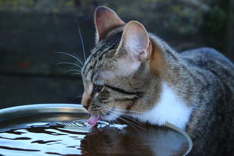 como saber si mi gato esta deshidratado