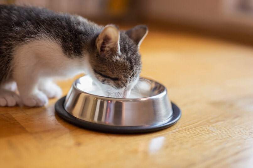 gatito comiendo del tazon 