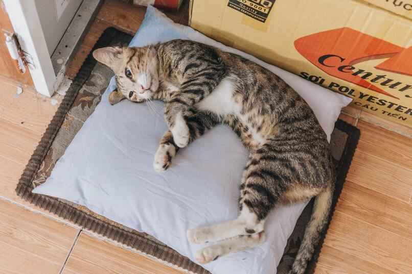 gato acostado sobre una almohada