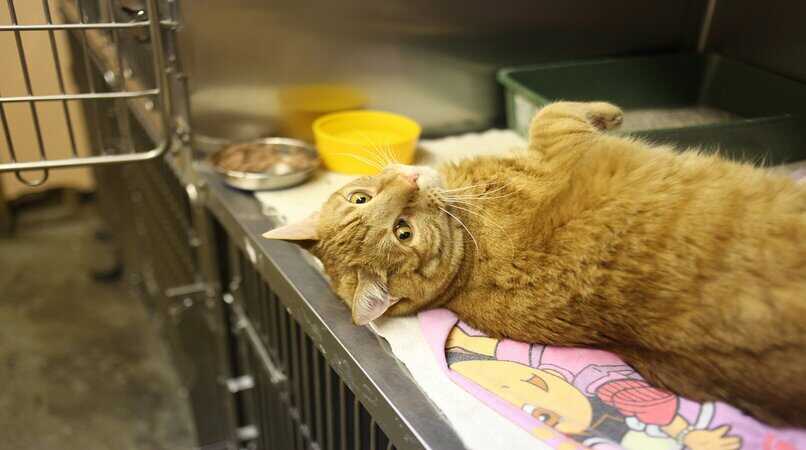 gato amarillo asustado en la veterinaria