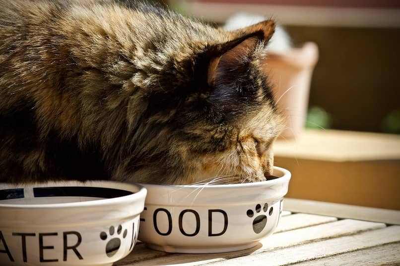 comida de gato
