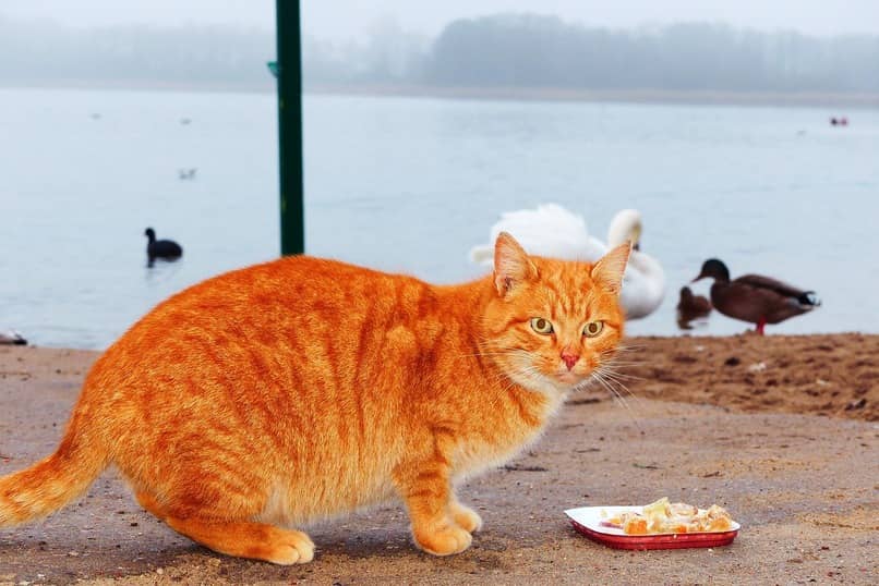 motivos por los que los gatos tapan su comida