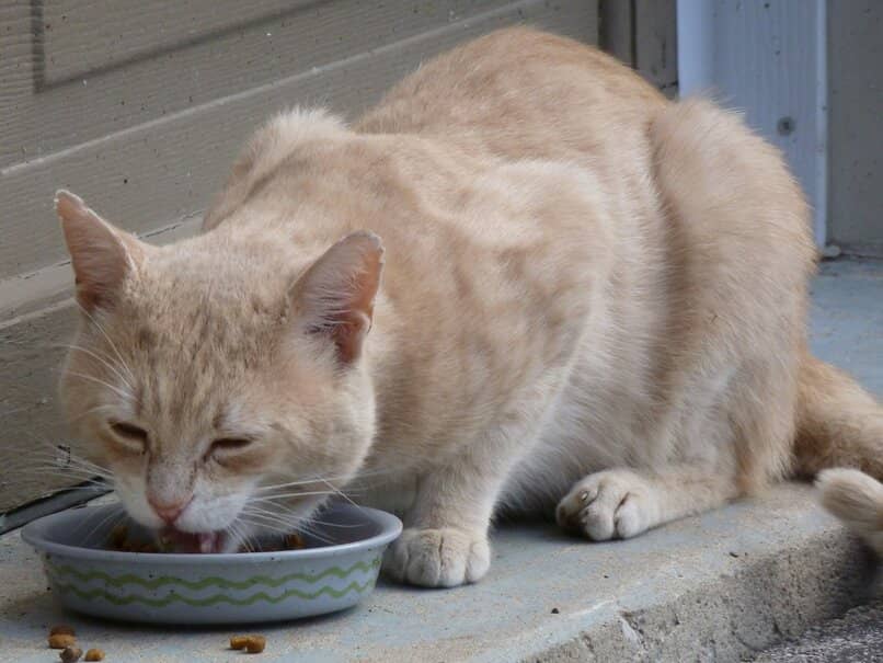 gato amarillo comiendo de su taza